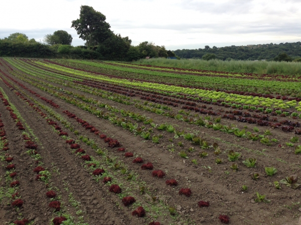 Home-Grown Produce  Image